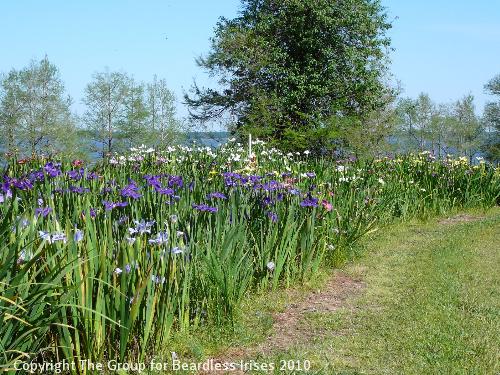 Iris view (5)